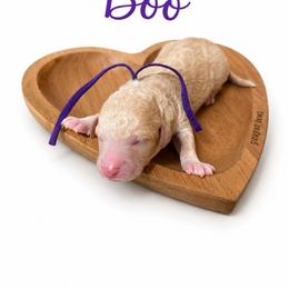 Boo (Purple) - Apricot female Poodle puppy in Stuart Fl, Florida from Lincoln & Lady Co.