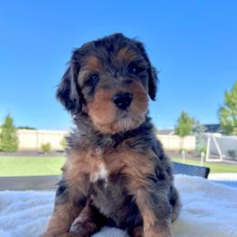 Stella - Blue merle female Bernedoodle puppy in Nampa, Idaho from Ember Skies Doodles