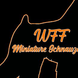 Australian Shepherds from WFF Aussies