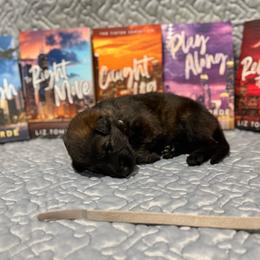 Miller - Sable female German Shepherd puppy in Pennock, Minnesota from Shakopee Creek German Shepherds