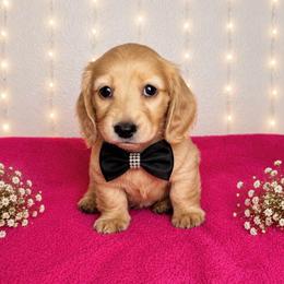 Sunny - Cream male Dachshund puppy in Kingman, Arizona from Diddle Bros Dachshunds