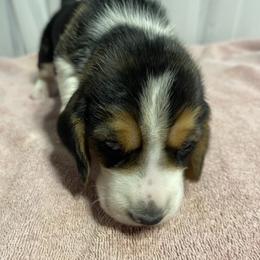 Girl 1 - Black white and brown female Basset Hound puppy in Falls City, Nebraska from Bassett Hounds & Labradors