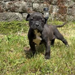 Judge - Black male American Pit Bull Terrier puppy in Stanwood, Washington from Barajas Family Ranch
