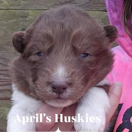 Girl 4 - Red and white female Siberian Husky puppy in Terre Haute, Indiana from April's Huskies