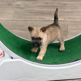 Green girl - Wheaten female Cairn Terrier puppy in Shell Knob, Missouri from Stoneridge Kennel