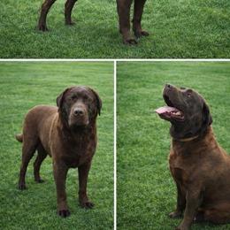 Maverick - Labrador Retriever