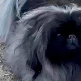 Pekingese from Peke'Lets Pekingese