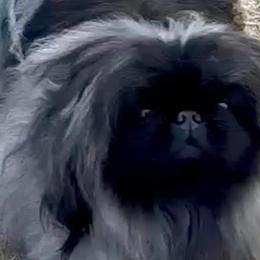 Pekingese from Peke'Lets Pekingese