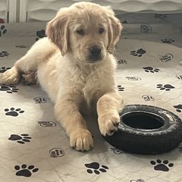 Golden Retriever Puppies from Graceful Goldens