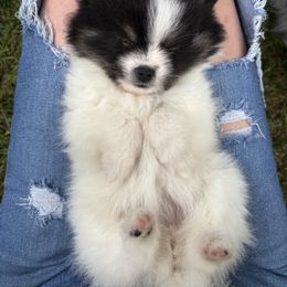 Cowgirl - Black parti female Pomeranian puppy in Becker, Minnesota from Robbins Poms