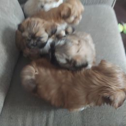 Shih Tzu Puppies from Highland Farms Shih Tzu & Imperial Beauties