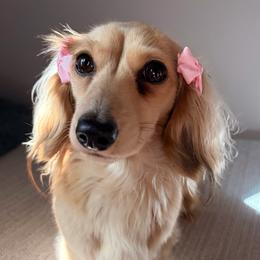 Dolly - Dachshund