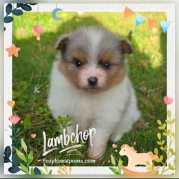 Lambchop - Blue merle female Pomeranian puppy in Eatonville, Washington from Foxy Forest Poms