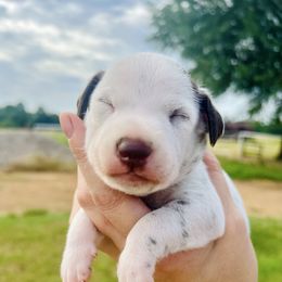 Penelope - White and liver brown female Dalmatian puppy in Mt. Vernon, Texas from Double B