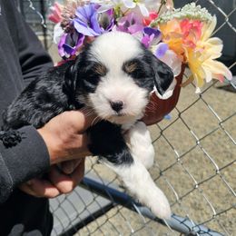 Sadie - Black brown and white female Tibetan Terrier puppy in Dorena, Oregon from Angel Tibetans Of Oregon