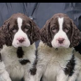 Ralph - Liver and white male English Springer Spaniel puppy in Cookeville, Tennessee from AVE Springer Spaniels