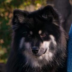 Willow - Finnish Lapphund