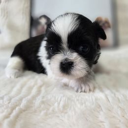 Blessing - Black and white female Shichon puppy in Ronda, North Carolina from Willow River