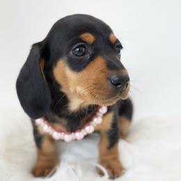 Dachshund Puppies from Draggin' Azz Ranch