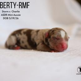 Liberty- Red Merle Female - Red merle female Miniature Australian Shepherd puppy in Nacogdoches, Texas from TK Standard, Mini, & Toy Aussies