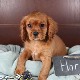 AKC Harlan - Ruby male Cavalier King Charles Spaniel puppy in Albany, Indiana from Hatz Off Puppies