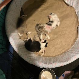 American Corgi Puppies from Coopers Korner
