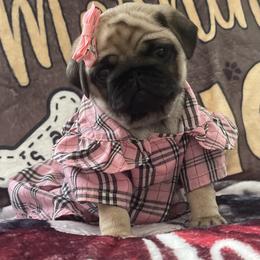 Bulldog and Pug Puppies from Love that bulldog lewter family