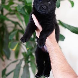 Vanta - Black female German Shepherd puppy in Coarsegold, California from Yosemite Shepherds