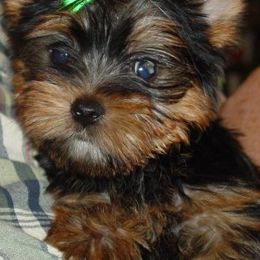 Yorkshire Terriers from Pleasant Ridge Yorkshire Terriers