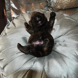 Scottish Terrier Puppies from Scottish Terriers at The Rock