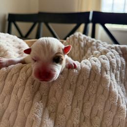 Cocoa - Red speckled female Australian Cattle Dog puppy in Tucson, Arizona from Soqui Ortiz Cattle Ranch
