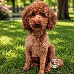 Daisy - Poodle