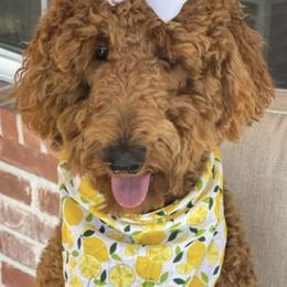 Yasmin - Poodle