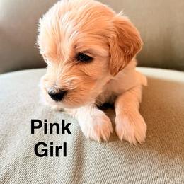 Pink Girl - Cream female Goldendoodle puppy in Colorado Springs, Colorado from Pikes Peak Doodles