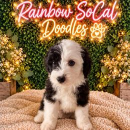 Gillian - Black and white female Sheepadoodle puppy in Moreno Valley, California from Rainbow SoCal Doodles