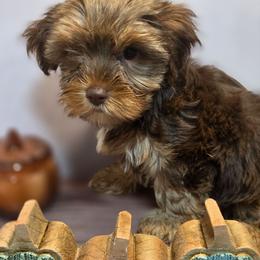 Chocolate liver boy - Liver male Yorkshire Terrier puppy in Thornville, Ohio from My precious yorkies