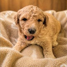 Phoenix - Apricot female Goldendoodle puppy in Pittsburg, Texas from Grace Springs Goldendoodles