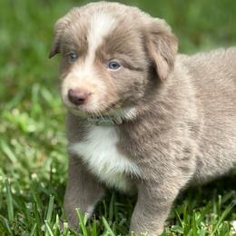 Lilac 2 - smooth- 1495 - Lilac male Border Collie puppy in Nashville, Arkansas from Whisenhunt Farms