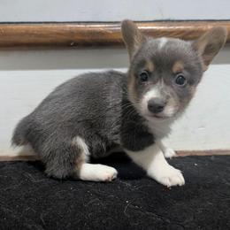 Puddles - Blue male Pembroke Welsh Corgi puppy in Brandon, Mississippi from Jenny May’s Corgis