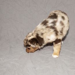 Australian Shepherd Puppies from 4 Aces Aussies