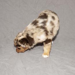 Australian Shepherd Puppies from 4 Aces Aussies