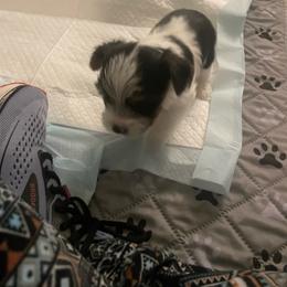Boy 1 - Parti male Yorkshire Terrier puppy in Watertown, New York from NNYYorkies