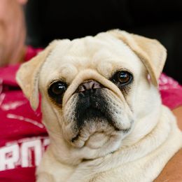 Lacey - Pug