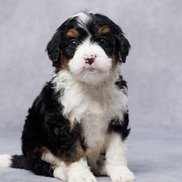 Bernedoodles, Cavalier King Charles Spaniels, Cavapoos, and Poodles from Grandeur Valley Puppies