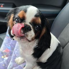 English Toy Spaniels from Enchanting Merits