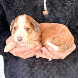 Finn - Red merle male Aussiedoodle puppy in Eastman, Georgia from Dood B Ranch
