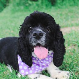 Bessie - Cocker Spaniel