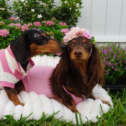 Dachshunds from Oscar's Dachshunds