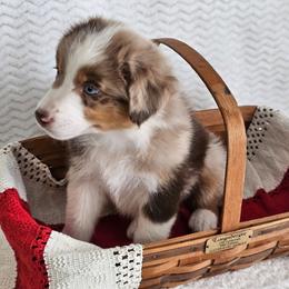 Roanie - Red merle female Australian Shepherd puppy in Mountain Grove, Missouri from K Bar H Farms