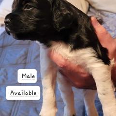 Boy 1 - French Brittany puppy in New Florence, Pennsylvania from Laurel Furnace Bretons
